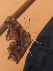 Polygonia comma