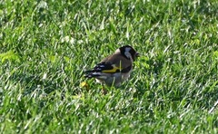 Carduelis carduelis