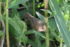 Acrocephalus scirpaceus