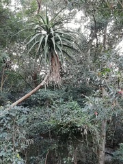 Aloidendron barberae