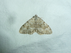 Coenotephria ablutaria