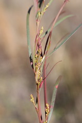 Acacia betchei