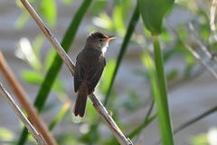 Acrocephalus scirpaceus