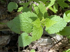 Lamium maculatum