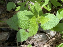Lamium maculatum
