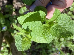 Lamium maculatum