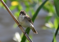 Acrocephalus scirpaceus