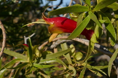 Eremophila duttonii