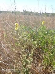 Verbascum sinuatum