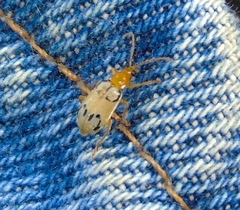 Diabrotica litterata