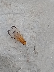 Minettia inusta