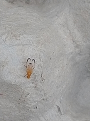 Minettia inusta