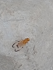 Minettia inusta
