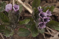 Physochlaina orientalis