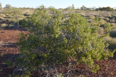 Eremophila duttonii