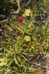 Eremophila duttonii