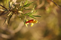 Eremophila duttonii