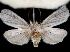 Ichneutica sistens