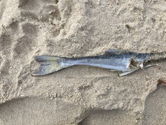 Tylosurus gavialoides