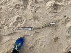 Tylosurus gavialoides