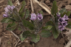 Physochlaina orientalis