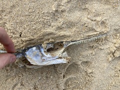 Tylosurus gavialoides