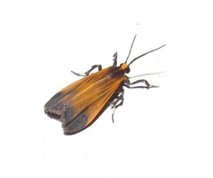 Lycomorphodes