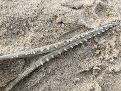 Tylosurus gavialoides