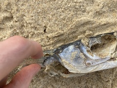 Tylosurus gavialoides