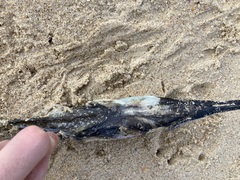 Tylosurus gavialoides