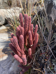 Phlegmariurus cocuyensis