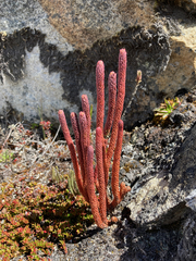 Phlegmariurus cocuyensis