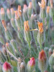 Hypochaeris achyrophorus