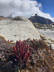 Phlegmariurus cocuyensis