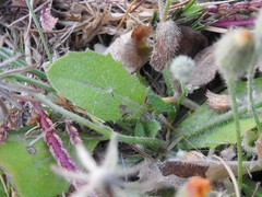 Hypochaeris achyrophorus