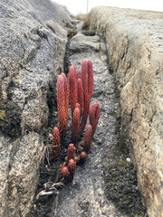 Phlegmariurus cocuyensis