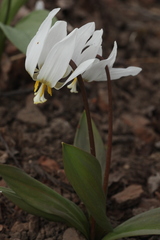 Erythronium krylovii