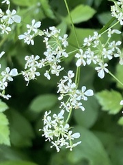Anthriscus sylvestris