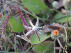 Hypochaeris achyrophorus