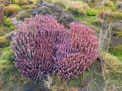 Phlegmariurus cocuyensis