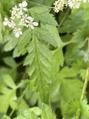 Anthriscus sylvestris