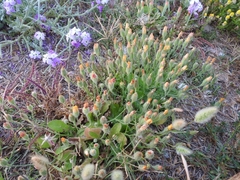 Hypochaeris achyrophorus