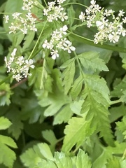 Anthriscus sylvestris