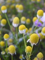 Matricaria chamomilla