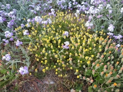 Matricaria chamomilla