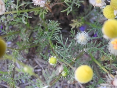 Matricaria chamomilla
