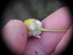 Matricaria chamomilla