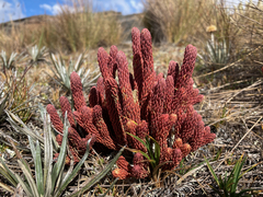 Phlegmariurus cocuyensis