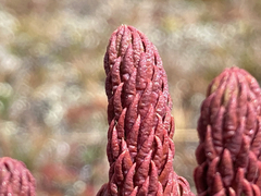 Phlegmariurus cocuyensis