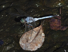 Orthetrum balteatum